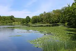 Blue Giant Meadow Lake in Mountain Top