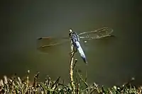 Adult in Margaret River, Western Australia