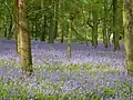 Bluebells in woods in the south of Westcott