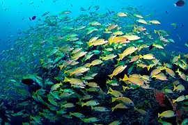 Bluestripe snapper (Lutjanus kasmira)