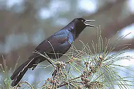 Ubiquitous along the southeast and Gulf of Mexico beaches in the United States
