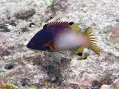 Axilspot hogfish Bodianus axillaris