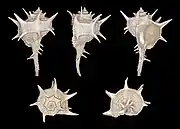 Different views of a shell of Bolinus brandaris