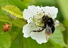 Foraging red-tailed bumblebee on the European dewberry flower