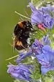 White-tailed bumblebee