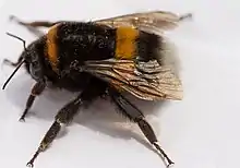 Buff-tailed bumblebee Bombus terrestris