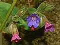 Flowers of Pulmonaria officinalis