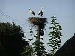 The Stork Nest, Borzna