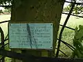 Commemorative plaque on the third generation oak planted in 1951.