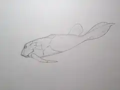 Bothriolepis, a diverse antiarch genus that lived from the Mid to Late Devonian.