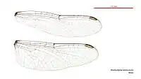 Male wings