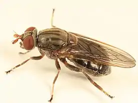 Brachyopa daeckei actual size .mw-parser-output .frac{white-space:nowrap}.mw-parser-output .frac .num,.mw-parser-output .frac .den{font-size:80%;line-height:0;vertical-align:super}.mw-parser-output .frac .den{vertical-align:sub}.mw-parser-output .sr-only{border:0;clip:rect(0,0,0,0);clip-path:polygon(0px 0px,0px 0px,0px 0px);height:1px;margin:-1px;overflow:hidden;padding:0;position:absolute;width:1px}6.1–6.9&nbsp;mm (1⁄4–9⁄32&nbsp;in)