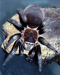 Tliltocatl cf. sabulosum