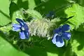 Closeup of green alkanet (pentaglottis sempervirens)