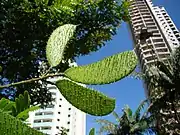 Spiny fruit (legume-like seed pods), Ceret Park, São Paulo