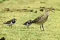 Bristle-thighed curlew (Numenius tahitiensis, right) and ruddy turnstones (Arenaria interpres)