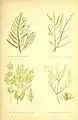 British sea-weeds Artist rendition 1872 Desmarestia aculeata figure 18