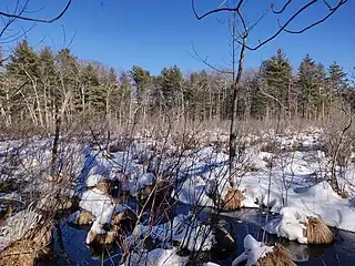 Image 17Wetland at the Broadmoor Wildlife Sanctuary in Massachusetts, United States, in February (from Wetland)