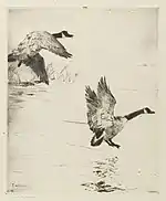 Geese Alighting, ca. 1916, etching, Brooklyn Museum, New York