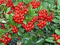 Scarlet firethorn (Pyracantha Coccinea)