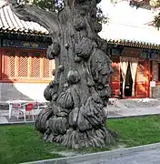 Multiple burls on an ancient cypress tree at the Beijing Temple of Confucius in China