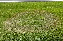 image of brown patch fungus affecting Centipedegrass