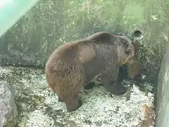 Brown bear