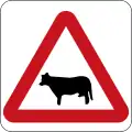 Oxen