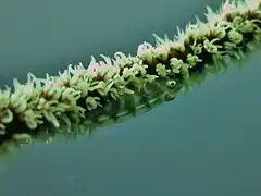 Loki whip-goby (Bryaninops loki)