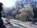 Weeping willow covered in frost in the Oriental garden