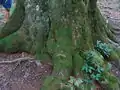 The roots of the centuries-old beech tree in Bulgarka Nature Park