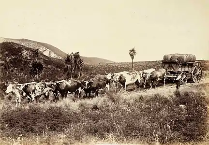 Bullock (ox) wagon carrying wool in New Zealand, c. 1880