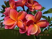 Red frangipani found in Malaysia.