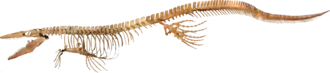 Skeleton of Tylosaurus proriger from the Academy of Natural Sciences in Philadelphia