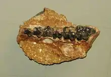 Bunolistriodon maxilla