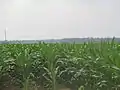 Beginning corn crop (2013) surrounds both sides of the Louisiana State Cotton Museum in Lake Providence