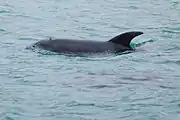 Burrunan dolphin
