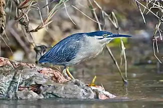 On the Daintree River, North Queensland