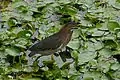 Green heron (Butorides virescens), Queen Elizabeth II Botanic Park