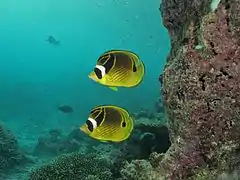 Raccoon butterflyfish (Chaetodon lunula)