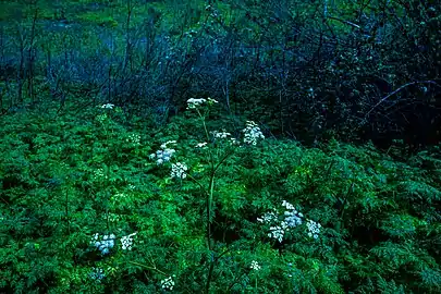 Specimen in Chino, California