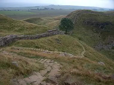 Sycamore Gap (the "Robin Hood Tree", so called because it appears in the film Robin Hood: Prince of Thieves)