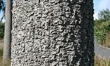 Close-up of a tree trunk covered with rough bark