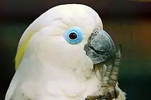 The upper body of a mainly white cockatoo that has raised its left leg to its black beak. Pale-yellow crest feathers are just seen under the more prominent white crest feathers. It has a wide circular rim of featherless blue skin around its eyes. Its irises are brown.