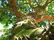 Spiny trunk, Botanical Garden, São Paulo
