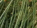 Leaflets of Parkinsonia aculeata