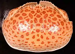 Mottled specimen, view from above