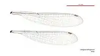 Male Caliagrion billinghursti wings