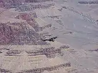 California condor in flight over the Grand Canyon.