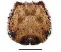 Fifth instar, head capsule